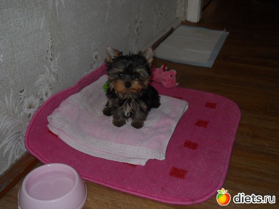 5 фото: Чудо на 4-ёх лапках Тори.