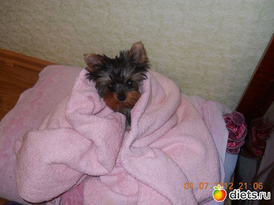 7 фото: Чудо на 4-ёх лапках Тори.