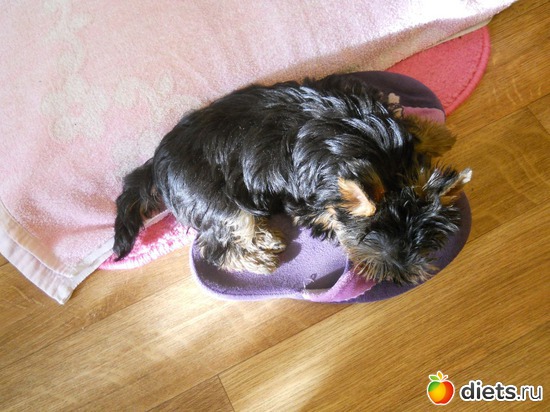 9 фото: Чудо на 4-ёх лапках Тори.