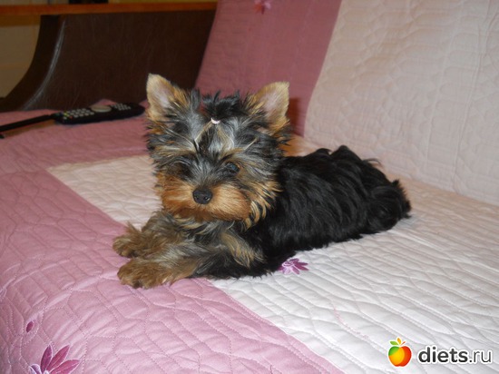 10 фото: Чудо на 4-ёх лапках Тори.