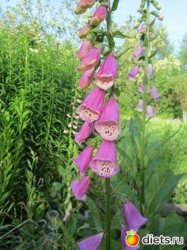 3 ����: ��� ����