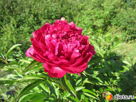 5 ����: ��� ����