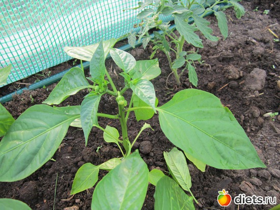 7 ����: ��� ����