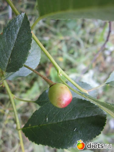 12 ����: ��� ����