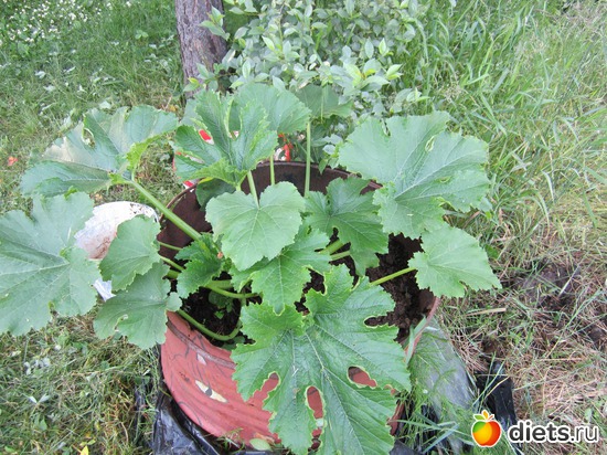 13 фото: Моя дача