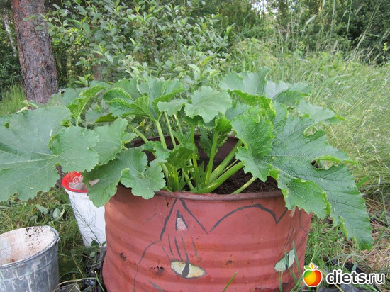 14 фото: Моя дача