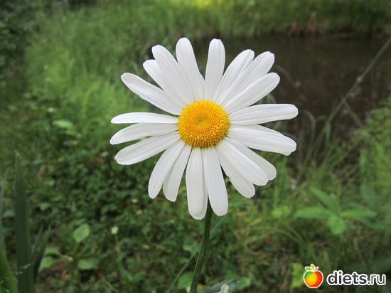 15 ����: ��� ����