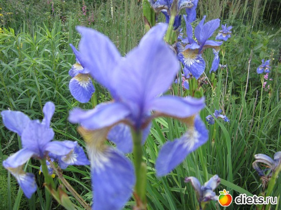 19 фото: Моя дача