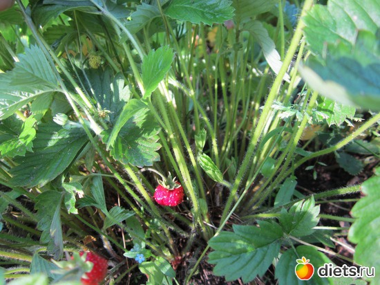 21 фото: Моя дача