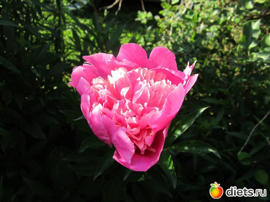 22 ����: ��� ����