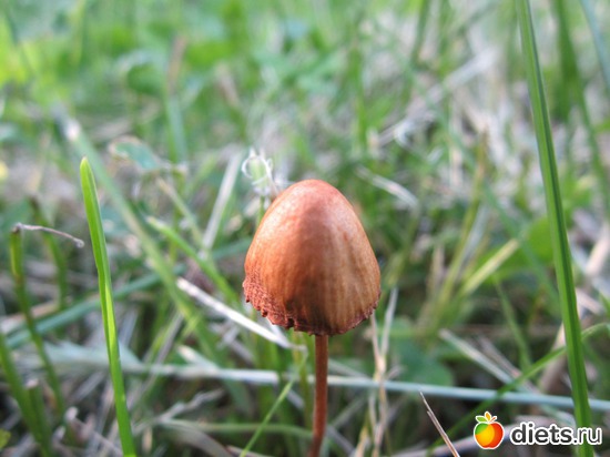 24 ����: ��� ����