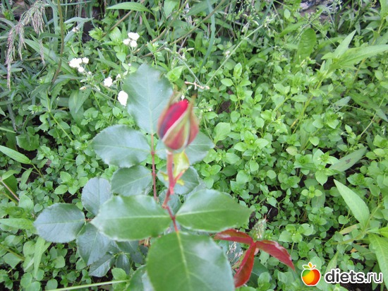 25 ����: ��� ����