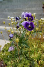 Воскресенье - день короткий)