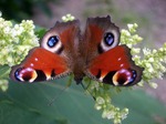    03.07  Lady-butterfly!