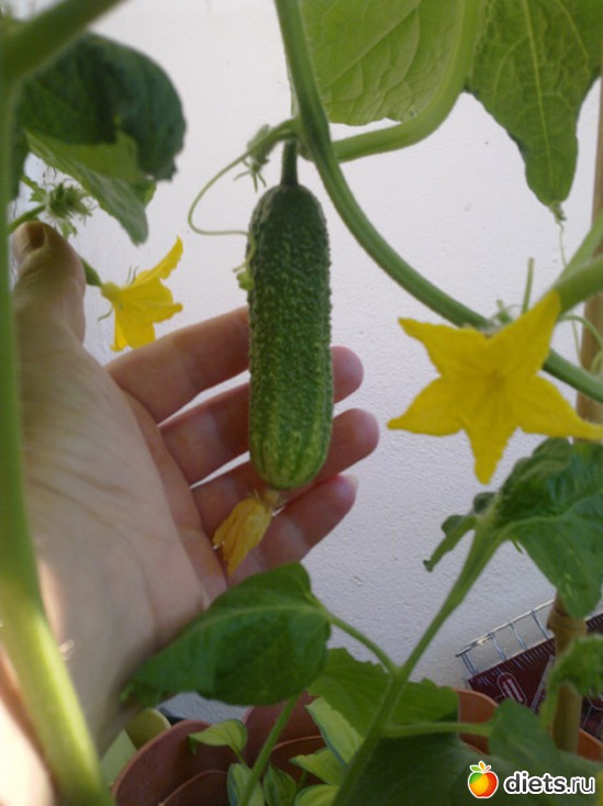 7 фото: Огород на балконе