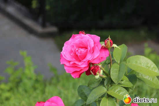 13 фото: я учусь фотографировать