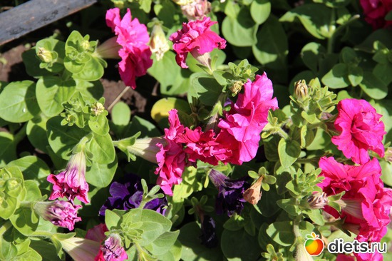 16 фото: я учусь фотографировать