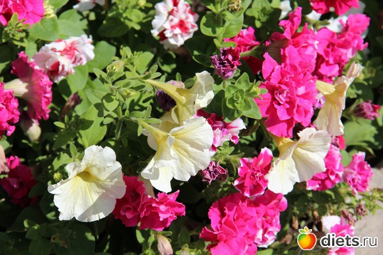 17 фото: я учусь фотографировать