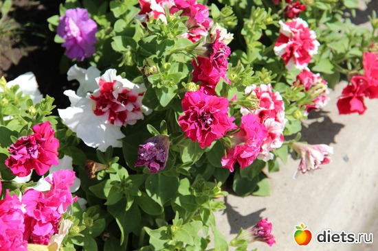 20 ����: � ����� ���������������