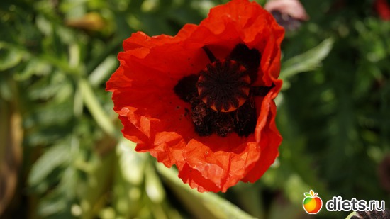 25 фото: Ботанический сад РАН