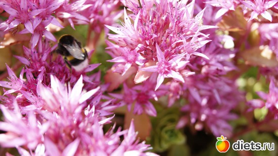 1 фото: Ботанический сад РАН