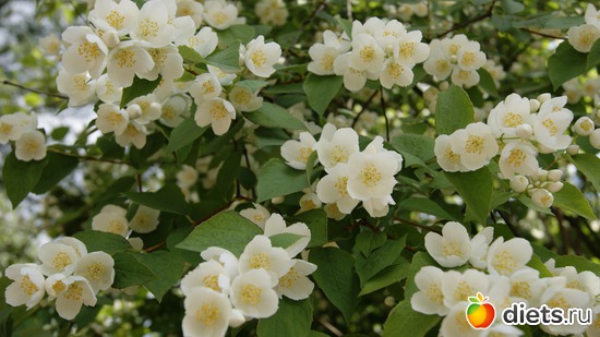 3 фото: Ботанический сад РАН