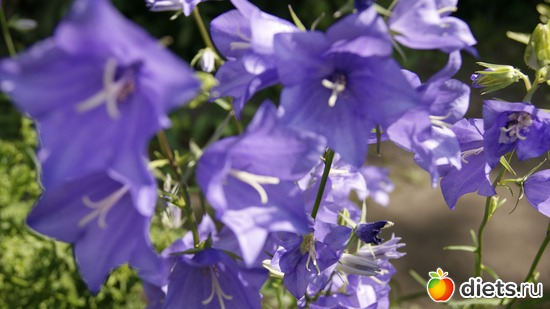 22 фото: Ботанический сад РАН