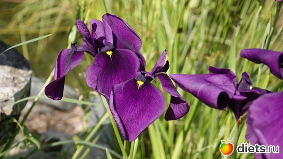 24 фото: Ботанический сад РАН