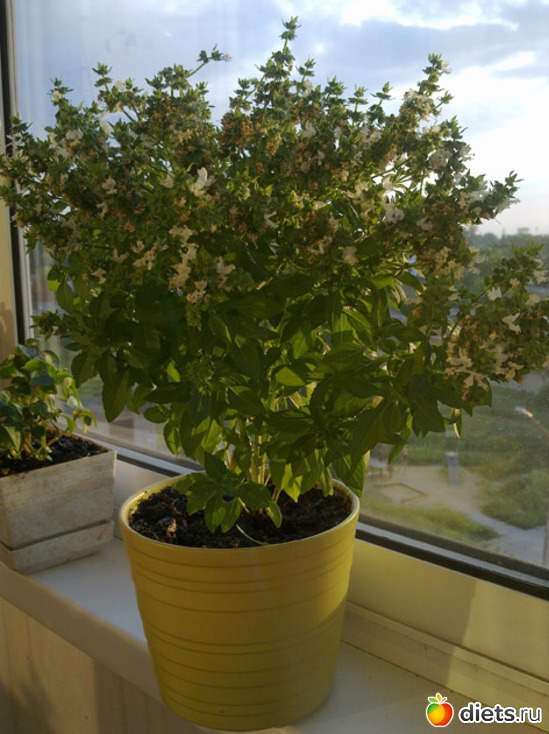 1 фото: Огород на балконе