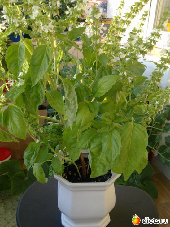 2 фото: Огород на балконе