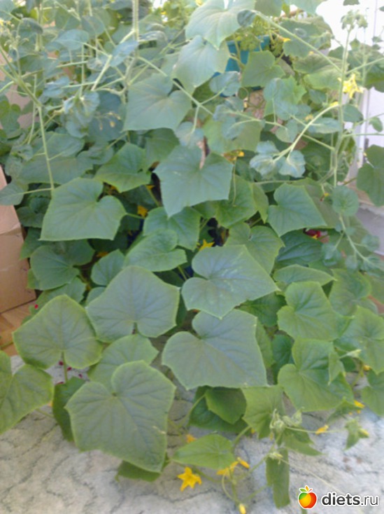 3 фото: Огород на балконе