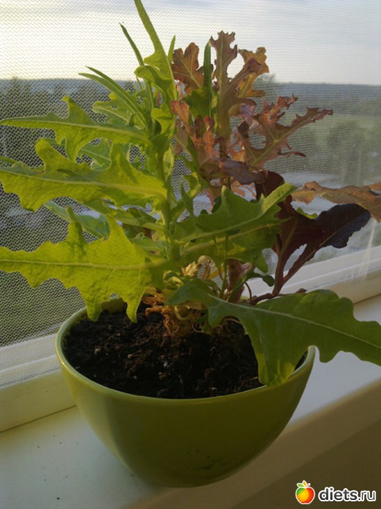 4 фото: Огород на балконе