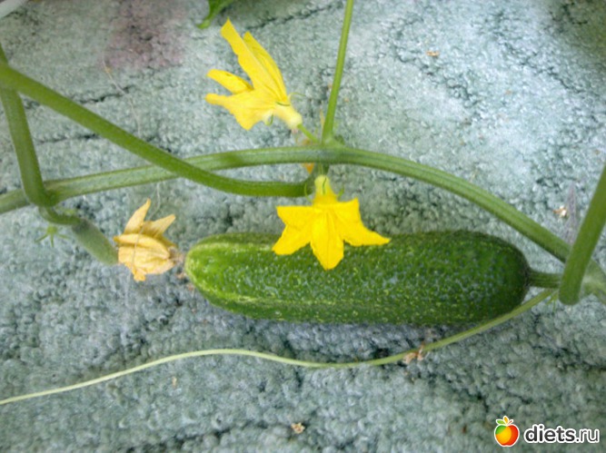 6 фото: Огород на балконе