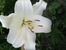 лилия ло-гибрид Полар
