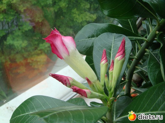 1 ����: ��� ��������