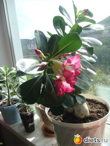 2 ����: ��� ��������