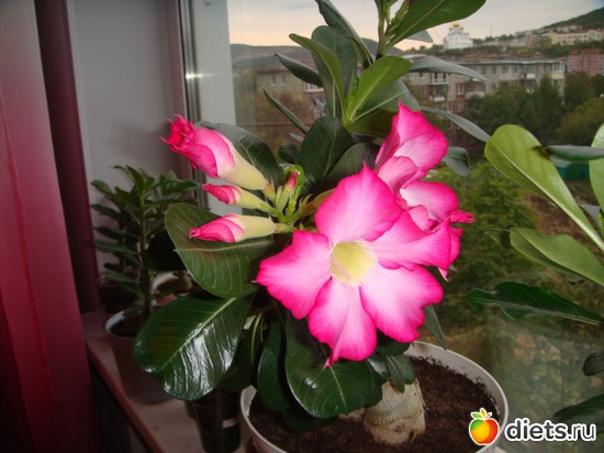 3 ����: ��� ��������