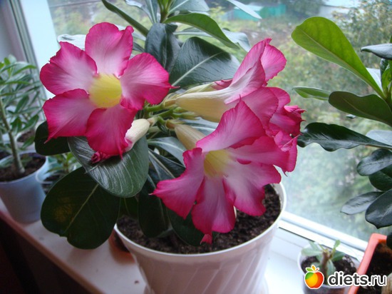 4 ����: ��� ��������