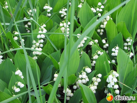 �������, ������: ����, ����, �����.