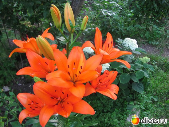 �����, ������: ����, ����, �����.