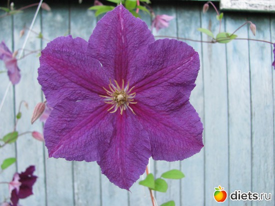 ��������, ������: ����, ����, �����.