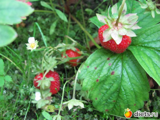 9 ����: ����, ����, �����.