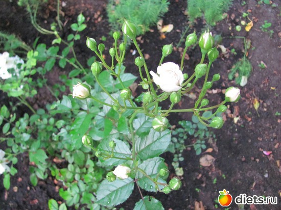 10 ����: ����, ����, �����.