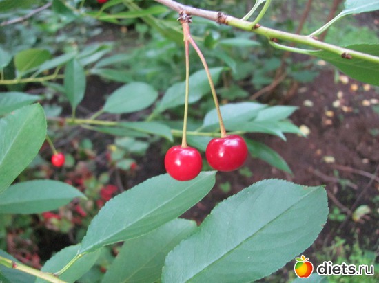 11 ����: ����, ����, �����.