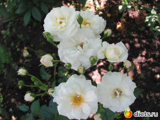 13 ����: ����, ����, �����.