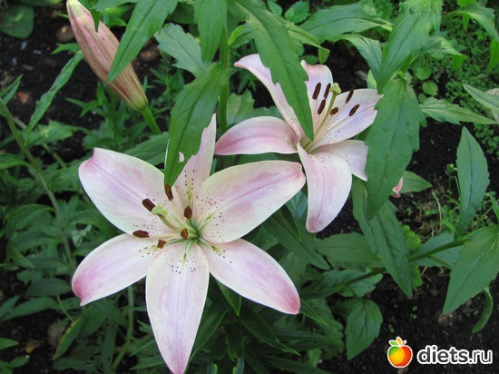 14 ����: ����, ����, �����.