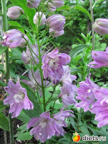 ����������, ������: ����, ����, �����.