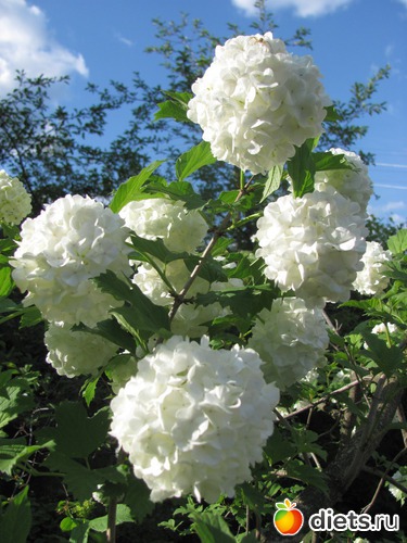 2 ����: ����, ����, �����.