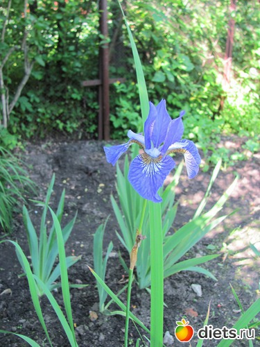 ���� ��������, ������: ����, ����, �����.