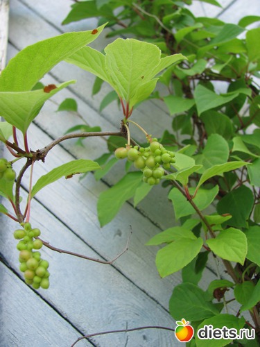 ���������, ������: ����, ����, �����.